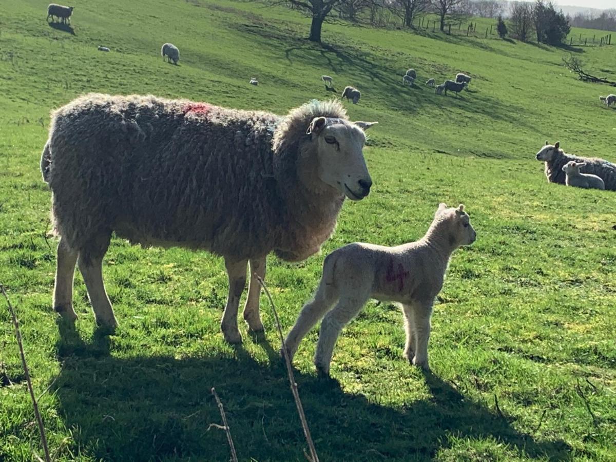 Apartamento Counting Sheep Great Longstone Exterior foto